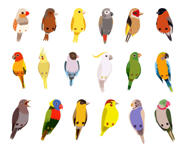 ilustrações, clipart, desenhos animados e ícones de empoleirando pássaros como criatura emplumada alada com plumagem brilhante grande vetor conjunto - parrot multi colored bird perching