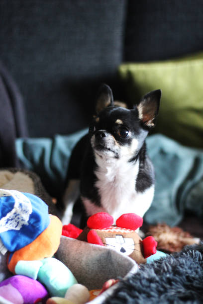istock Mini the chihuahua 1548428156