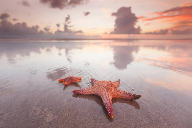 Two starfish on beach Two starfish on beach at sunset as summer vacation symbol shell starfish orange sea stock pictures, royalty-free photos & images