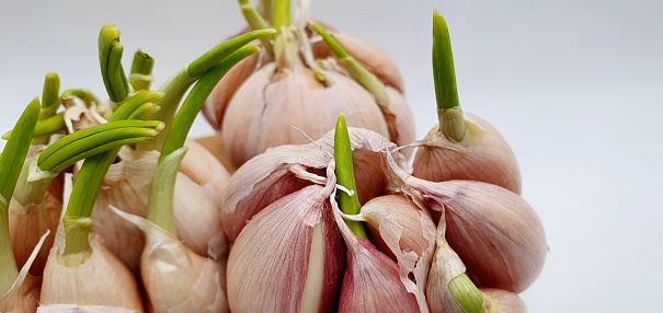 Indian white garlic