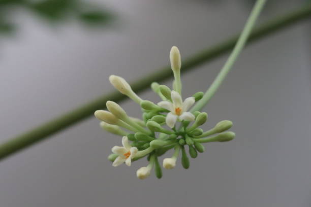 istock Papaya flower 1548439427