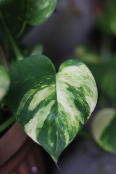 istock Two colour leaf of epipremnum 1548439972