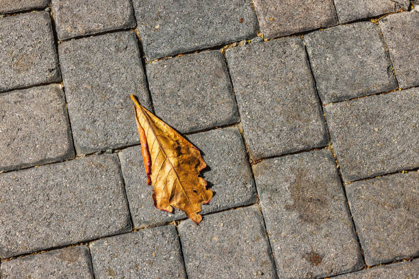 Close up view of yellow fallen leaves on sidewalk.