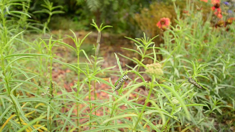 Several Monarch butterfly caterpillars feed on Narrowleaf Milkweed plants