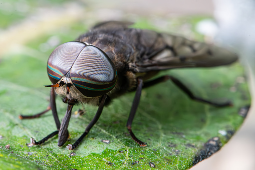 Horse-flies and deer flies are true flies in the family Tabanidae. The adults are often large and agile in flight. Only female horseflies bite land vertebrates, including humans, to obtain blood. They prefer to fly in sunlight, avoiding dark and shady areas, and are inactive at night. They are found all over the world.