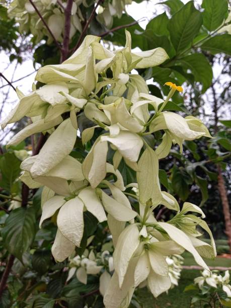 White Mussaenda White flower ornamental plant mussaenda parviflora photos stock pictures, royalty-free photos & images