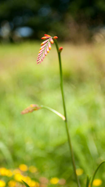 istock Crocosmia stem in a green field 1548481769