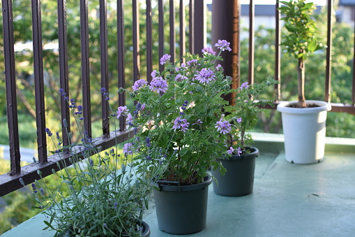 Flower pots and lantern on wooden railing in the yard