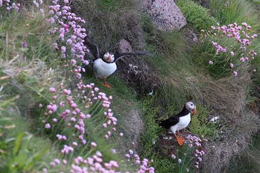 Puffins on cliffside