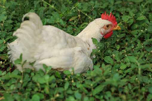 The Baby Rhode Island cock is rest in garden at thailand