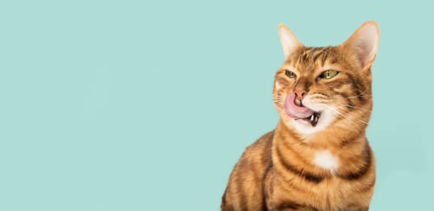 istock Bengal cat on a turquoise background licks his lips. 1548494160