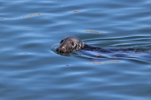 Seal swimming in harbour