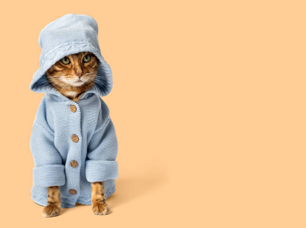 istock Funny cat in clothes on an orange background. 1548496841