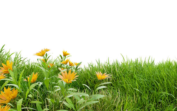 istock medow field with flower on white background 1548501826