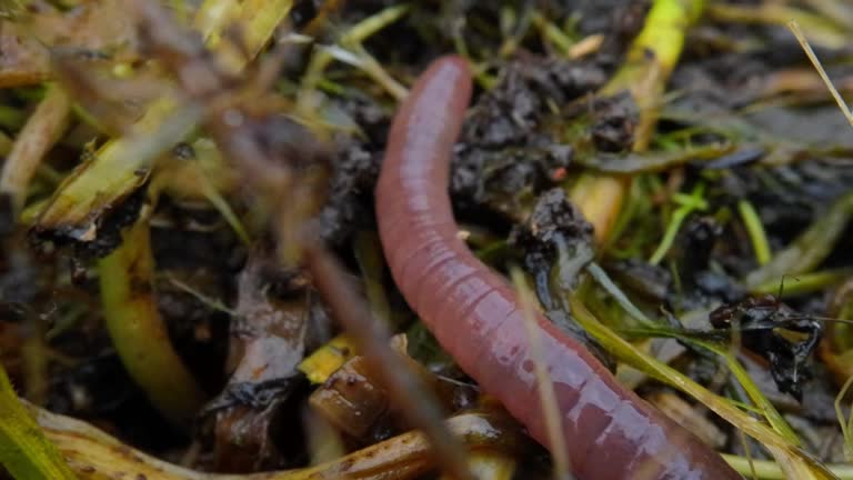 Earthworm in natural conditions extreme close-up