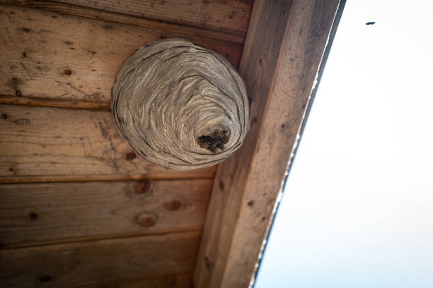 istock Wasps have built a large wasp nest under a wooden roof 1548515997