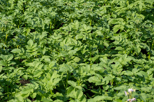 Rows of potatoes in the home garden. Preparation for harvesting. potato plants in rows on a kitchengarden farm springtime with sunshine. Green field of potato crops in a row. Growing of potato.