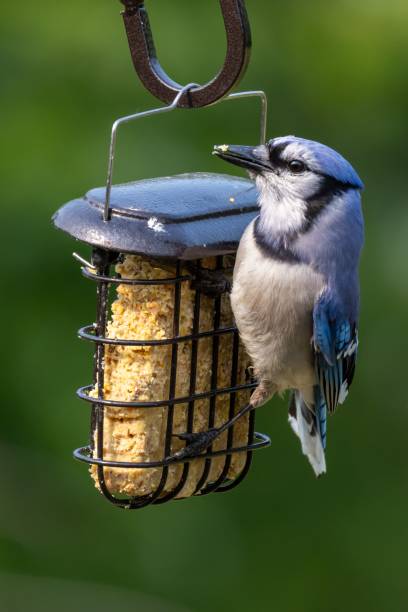 istock Closeup of a Blue jay perched atop a bird feeder with a blurry background 1548545228