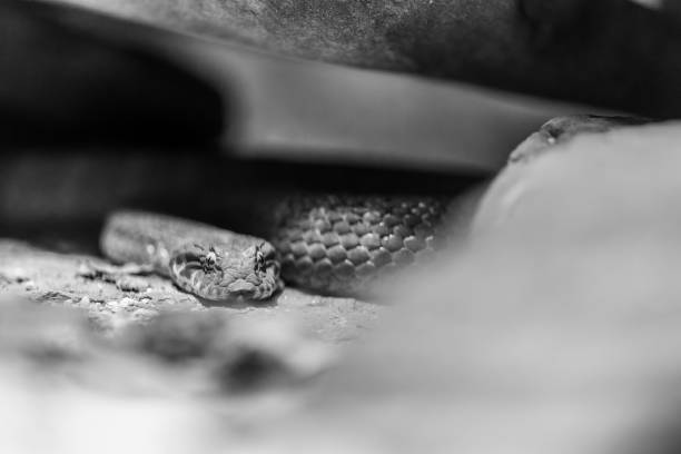 istock A snake waiting for its prey in Black and White 1548551635