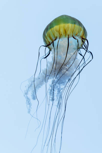 istock Isolated Atlantic Bay Nettle Jellyfish in Water 1548553295