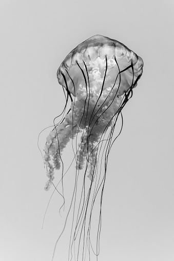 Atlantic Bay Nettle Jellyfish in Black and White