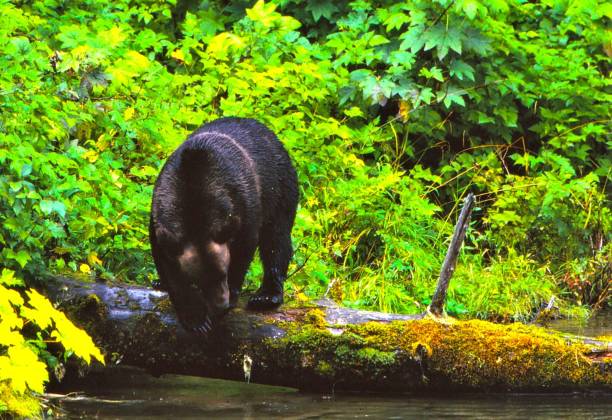 istock Grizzly Bear - Fish Creek - Hyder, Alaska 1548570919