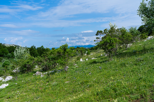Mountain meadow in early summer in Croatian coastal mountains.