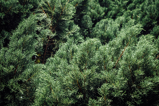 Beautiful fresh green pine forest background.