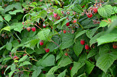 raspberry bush with green leaves and red berries isolated close up