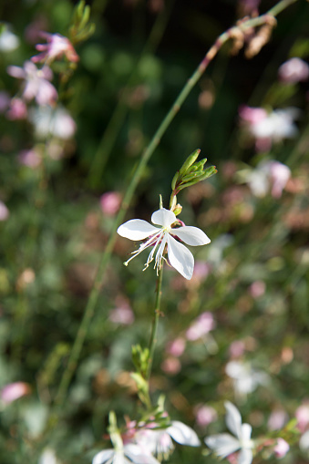 The Gaura (beeblossoms) plant blooming in a garden