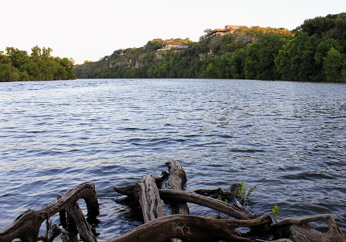 See the large roots of a cedar tree stretching into Lady Bird Lake at the Red Bud Isle point.