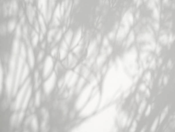 istock Abstract shadow of leaves on a white wall 1548622073