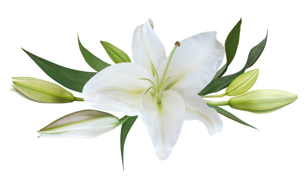 istock Flower white lily isolated on white background 1548622074