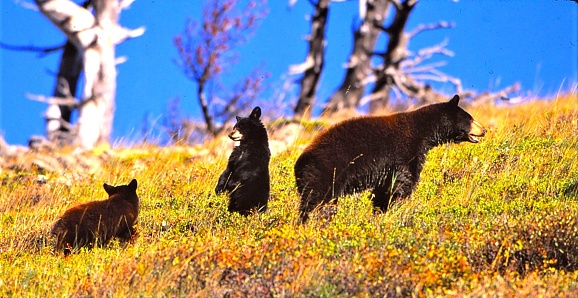 A mother Black Bear and her two cubs are on a grassy hillside.  The two cubs are behind their mother.  The one closest to its mother is standing on his hind legs.  There are a few trees at the top of the hill and blue sky beyond them.