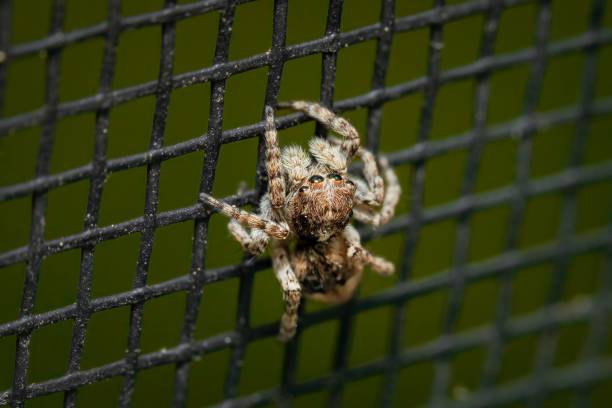 istock Close-up shot of a small spider crawling on a net mesh, with a blurred background 1548637426