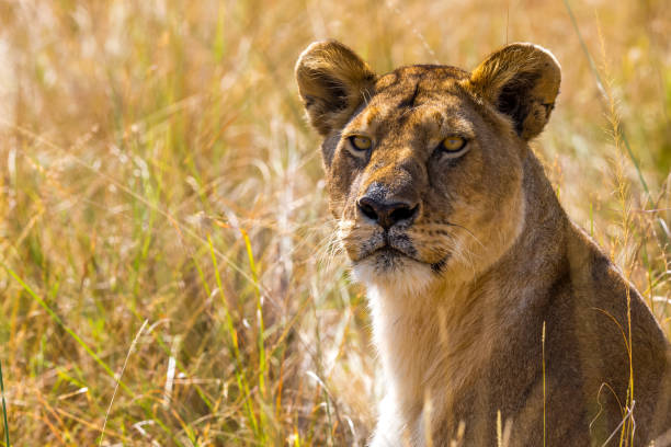 istock Lioness Portrait in Wildlife 1548640654