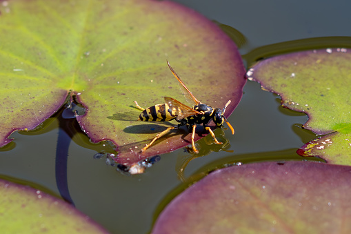 Black and yellow wasp sitting on water lily leaf and drinking water