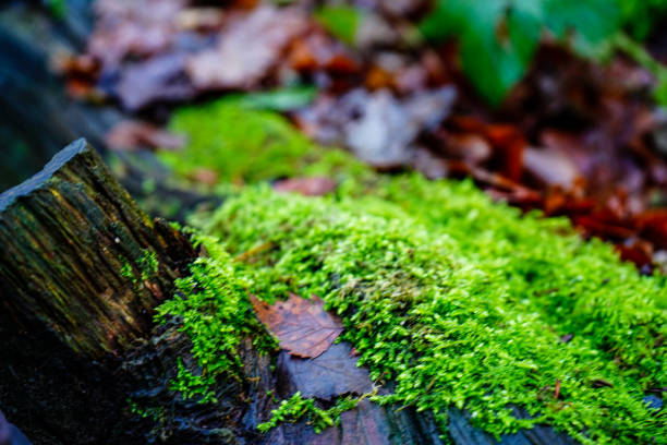 Close up of green moss growing on a old log