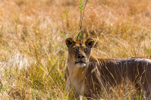 A portrait of a lioness in front of a single green sapling in the wildlife.
