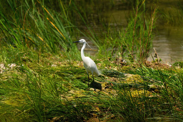 istock Little egret resting in the marsh 1548659798