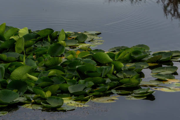 istock Lotus flower petals floating in water 1548661850