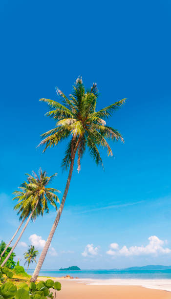 istock Beautiful beach and coconut trees in summer vacation 1548668813