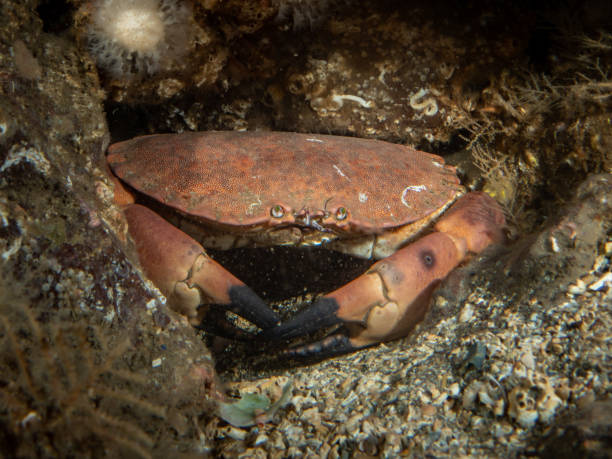 istock Edible / Brown Crab - Cancer pagurus 1548672979