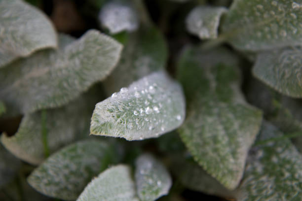 The lamb's-ear (Stachys byzantina) plant - close up of leaves covered with dew drops