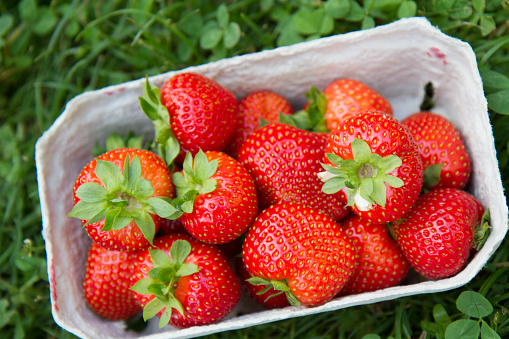 Strawberry fruits in a punnet on a grass and clover background