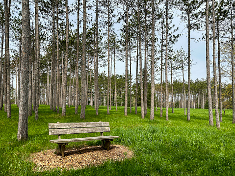 A thick wooden bench situated in the middle of a pristine forest, next to a grass covered hill and a dirt path leading somewhere seen during a hot summer day