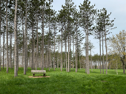 Bench nestled among tall pine trees