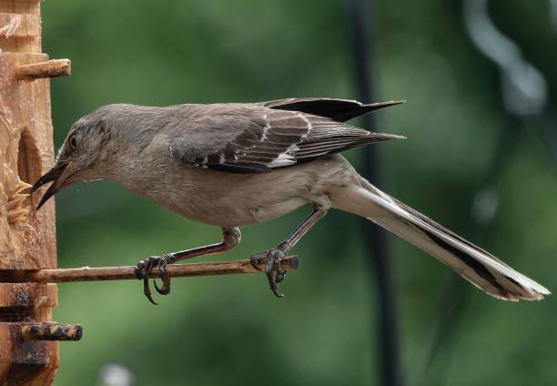 istock A Northern Mockingbird feeds from a peanut butter bird feeder 1548684725