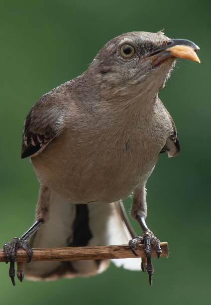 istock A Northern Mockingbird feeds from a peanut butter bird feeder 1548685170