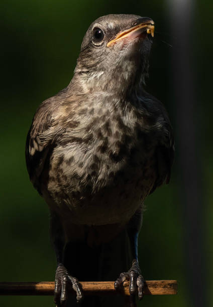 istock A Northern Mockingbird feeds from a peanut butter bird feeder 1548685177